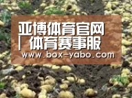种植基地八(图1)